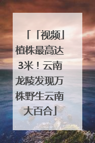 「视频」植株最高达3米！云南龙陵发现万株野生云南大百合