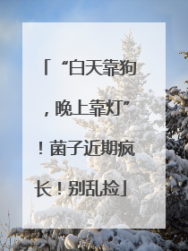 “白天靠狗，晚上靠灯”！菌子近期疯长！别乱捡