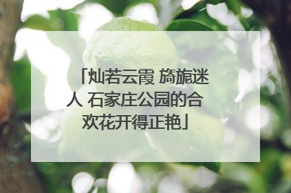 灿若云霞 旖旎迷人 石家庄公园的合欢花开得正艳