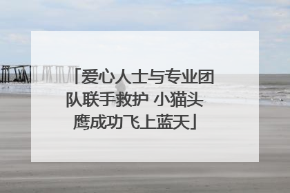 爱心人士与专业团队联手救护 小猫头鹰成功飞上蓝天