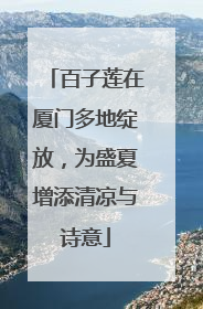 百子莲在厦门多地绽放，为盛夏增添清凉与诗意