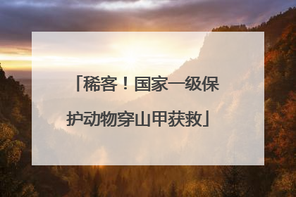 稀客！国家一级保护动物穿山甲获救