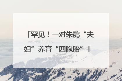 罕见！一对朱鹮“夫妇”养育“四胞胎”