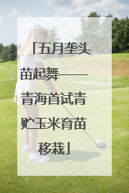 五月垄头苗起舞——青海首试青贮玉米育苗移栽