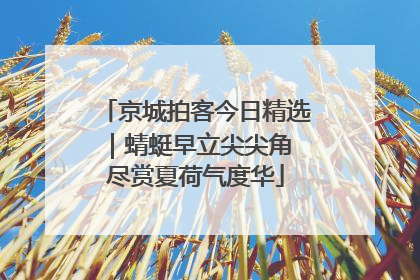 京城拍客今日精选｜蜻蜓早立尖尖角 尽赏夏荷气度华