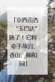 京西贡杏“玉巴达”熟了！它将牵手故宫、香山、颐和园