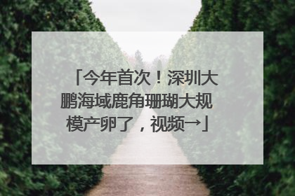今年首次！深圳大鹏海域鹿角珊瑚大规模产卵了，视频→