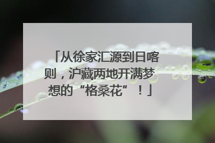 从徐家汇源到日喀则，沪藏两地开满梦想的“格桑花”！