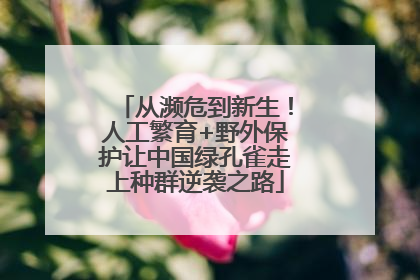 从濒危到新生！人工繁育+野外保护让中国绿孔雀走上种群逆袭之路