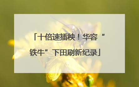 十倍速插秧！华容“铁牛”下田刷新纪录