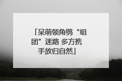 呆萌领角鸮“组团”迷路 多方携手放归自然