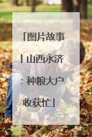 图片故事丨山西永济：种粮大户收获忙