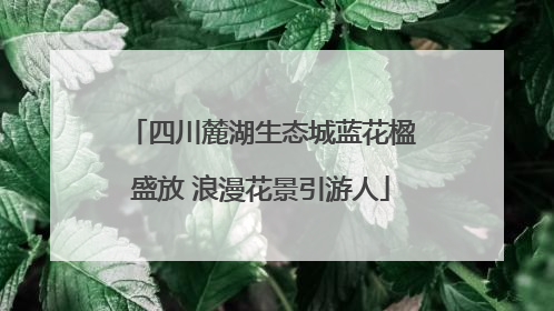 四川麓湖生态城蓝花楹盛放 浪漫花景引游人