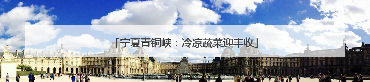 宁夏青铜峡：冷凉蔬菜迎丰收