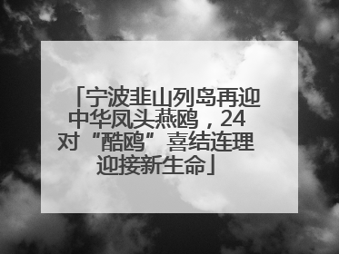 宁波韭山列岛再迎中华凤头燕鸥，24对“酷鸥”喜结连理迎接新生命