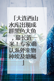 大连西山水库出现成群黑色大鱼，最长近一米！专家确认系外来物种埃及塘鲺