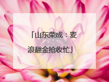 山东荣成：麦浪翻金抢收忙