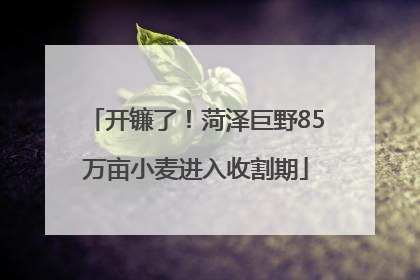 开镰了！菏泽巨野85万亩小麦进入收割期