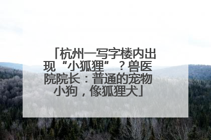 杭州一写字楼内出现“小狐狸”？兽医院院长：普通的宠物小狗，像狐狸犬