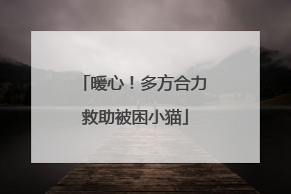 暖心！多方合力救助被困小猫