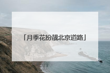 月季花扮靓北京道路
