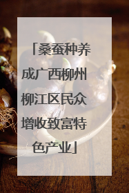 桑蚕种养成广西柳州柳江区民众增收致富特色产业