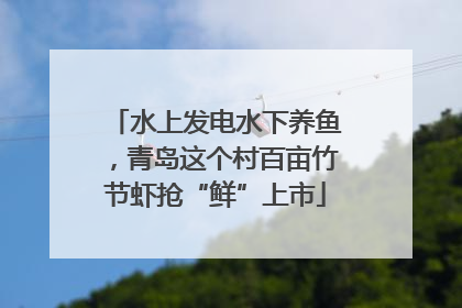 水上发电水下养鱼，青岛这个村百亩竹节虾抢“鲜”上市