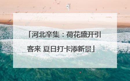 河北辛集：荷花盛开引客来 夏日打卡添新景