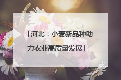 河北：小麦新品种助力农业高质量发展