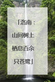 洛南：山间树上栖息百余只苍鹭