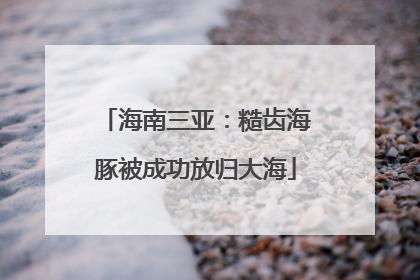 海南三亚：糙齿海豚被成功放归大海