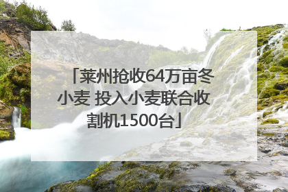 莱州抢收64万亩冬小麦 投入小麦联合收割机1500台