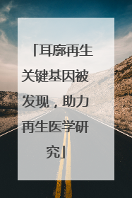 耳廓再生关键基因被发现，助力再生医学研究