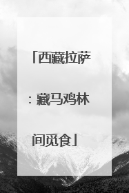 西藏拉萨：藏马鸡林间觅食