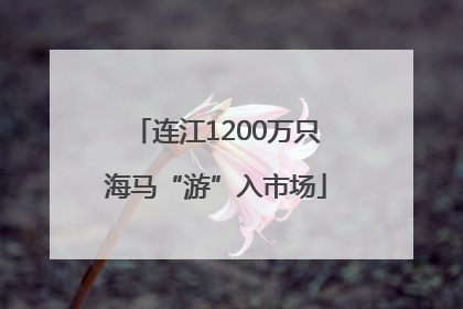 连江1200万只海马“游”入市场