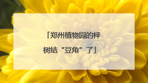郑州植物园的梓树结“豆角”了