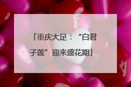 重庆大足：“白君子莲”迎来盛花期