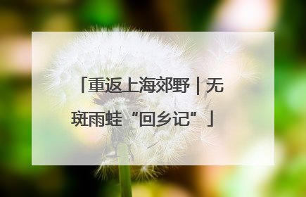 重返上海郊野｜无斑雨蛙“回乡记”