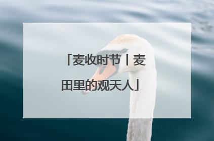麦收时节丨麦田里的观天人