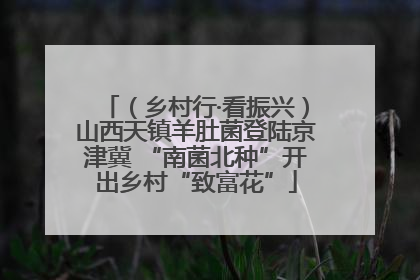 （乡村行·看振兴）山西天镇羊肚菌登陆京津冀 “南菌北种”开出乡村“致富花”